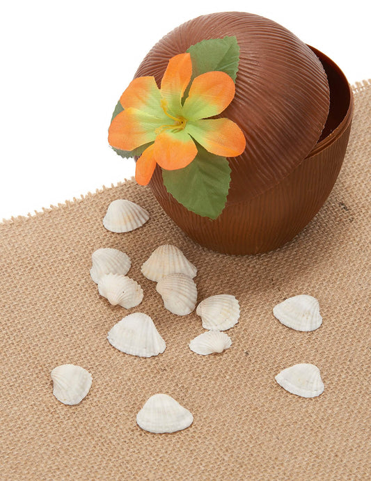 Mise en scène décorative des 12 coquillages de décoration thème marin