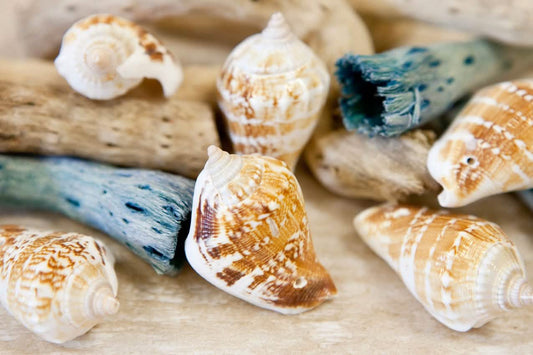 Gros plan sur l'ensemble des coquillages de décoration Bernard l'hermite