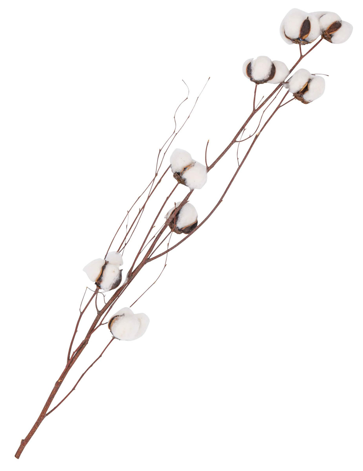 Branche décorative de fleurs de coton pour décoration blanches
