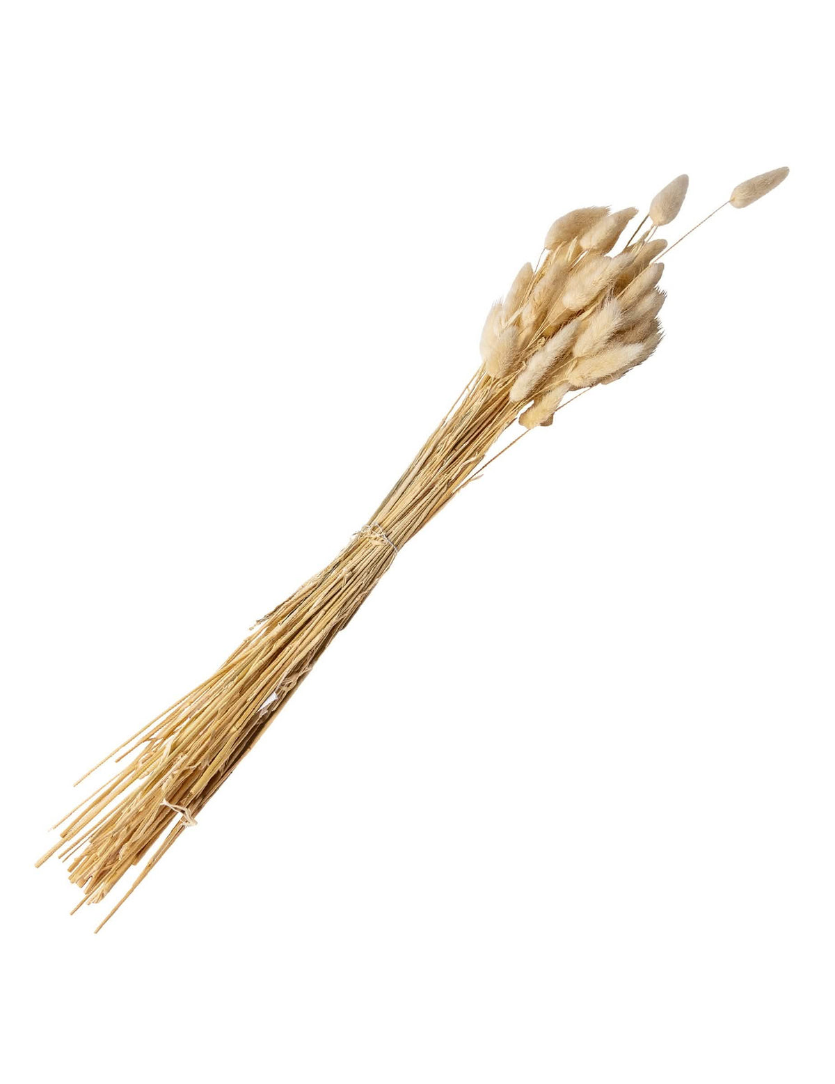 Bouquet lagurus plumeaux décoration mariage pour fête crème