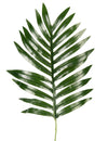 Feuille de palmier phoenix artificielle déco tropicale verte