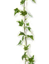 Guirlande de lierre artificielle pour décoration panaché vert et blanc