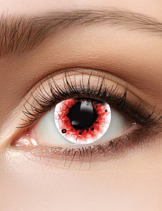 Lentilles blanches sanglantes 3 mois adulte