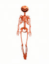 Summerween beweegbaar skelet met pompoenhoofd oranje 1 m